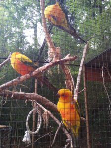 Zoo Upie - Soleil